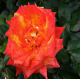 RÓŻA wielkokwiatowa czerwono różowa - sadzonki 5 / 10 cm